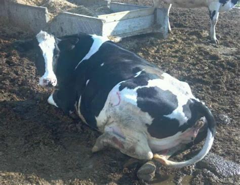 helping dairy cow up after broken leg with skid steer|dairy cow broken leg.